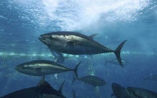 Промысловая рыба обыкновенный тунец