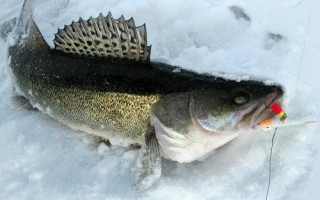 Зимняя рыбалка на судака: секреты ловли судака зимой