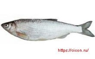 Шемая или Шамайка — рыба семейства карповых, Alburnus mento