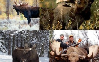 Охота на лося на гону: описание, особенности, необходимое снаряжение, советы