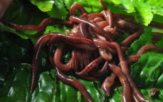 Разведение красных червей в домашних условиях
