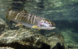 Мифы и правда о лососе и семге