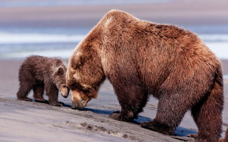 Охота на медведя: все способы — на овсах, на берлоге, с лайками
