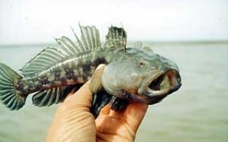 Рыба и морские деликатесы на Азовском море