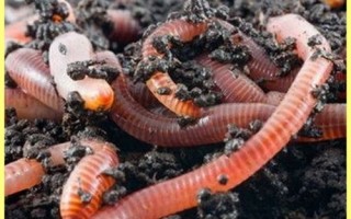 Как развести червей в домашних условиях