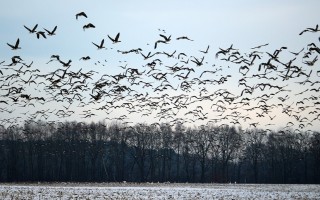 Специфика весенней охоты на гуся