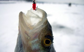 Зимняя Рыбалка Ловля Окуня На Мормышку